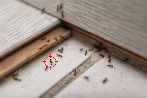 Best Emergency Pest Control  in Rio Hondo, TX
