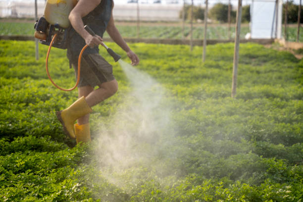 Best Pest Removal Services  in Rio Hondo, TX