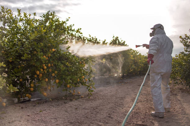 Best Affordable Pest Control Services  in Rio Hondo, TX