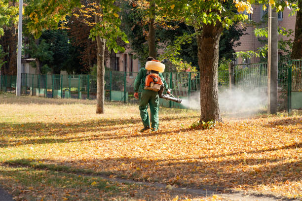 Best Local Pest Control Services  in Rio Hondo, TX