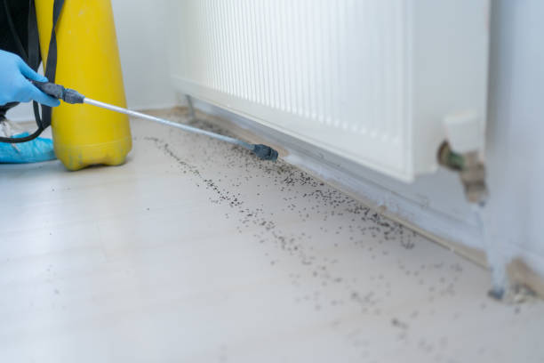 Best Affordable Pest Control Services  in Rio Hondo, TX