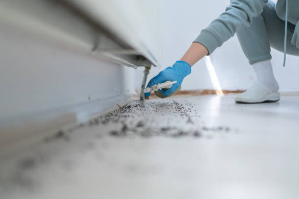 Best Cockroach Control Services  in Rio Hondo, TX